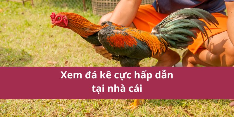 đá gà C1