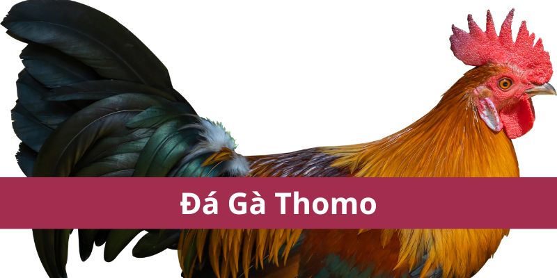 đá gà thomo