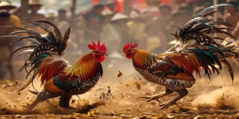 Đá gà cựa tròn đặc sắc với nhiều loại phổ biến