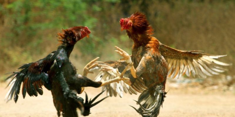 Quy định ban hành cụ thể tại trường gà
