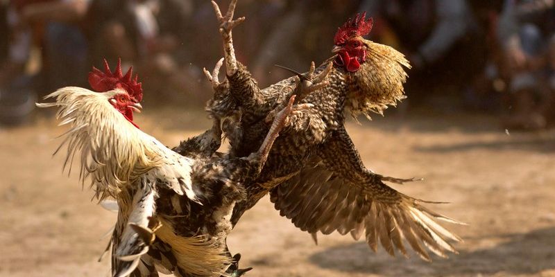 Điểm khác biệt của gà ngũ sắc FM88