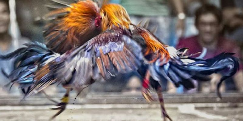 Cược đá gà ngũ sắc siêu uy tín tại FM88