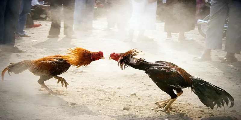 Mẹo cược đá gà ngũ sắc giúp bạn thắng lớn